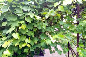 будинок за адресою Марганецька вул.