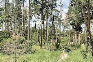 ділянка за адресою с. Лебедівка, 