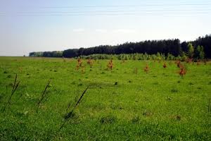 ділянка за адресою с. Березівка, 