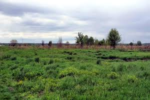 ділянка за адресою с. Великі Дмитровичі, 