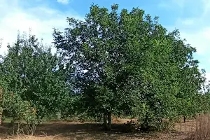 будинок за адресою с. Розумівка, Мира, 2