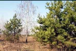 ділянка за адресою с. Малютянка, Сонячна