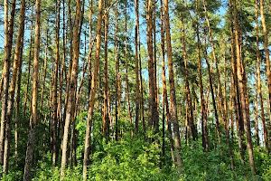 участок по адресу с. Бобрица, Заозерна