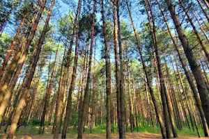 ділянка за адресою с. Ясногородка, 