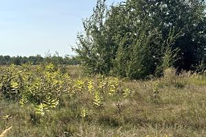 ділянка за адресою с. Білогородка, вчительська, 10