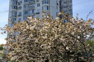 квартира за адресою Шевченка пл., 3