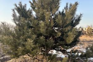 участок по адресу Васильківська, 22