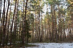 участок по адресу с. Тарасовка, Пушкинская