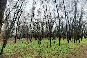 участок по адресу с. Цибли, Городищанська