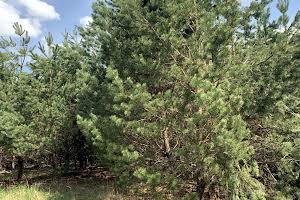 ділянка за адресою с. Ясногородка, 