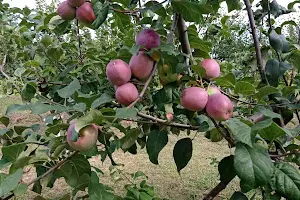 будинок за адресою с. Розумівка, Мира, 2