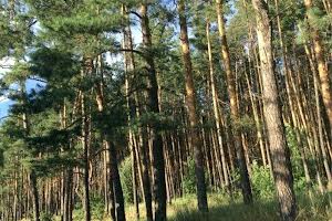 ділянка за адресою Віто-Литовський пров. (Чапаєвське шосе)