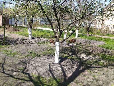 дом по адресу Оболонская ул.