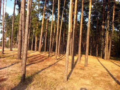 ділянка за адресою с. Таценки, 