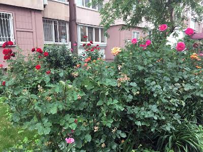 квартира за адресою Олени Пчілки вул., 2-Б