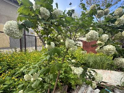 будинок за адресою Купріна вул., 17
