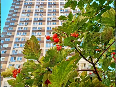 квартира по адресу Олександра Олеся ул., 19