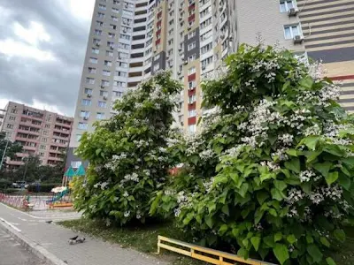 квартира по адресу Юлии Здановской ул. (Ломоносова), 81-Б