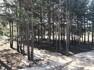 участок по адресу с. Лебедевка, Петра Сагайдачного