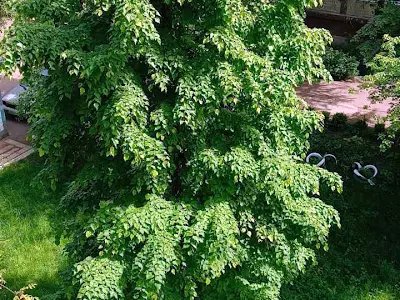 квартира за адресою Мрії вул. (Академіка Туполєва), 20-А