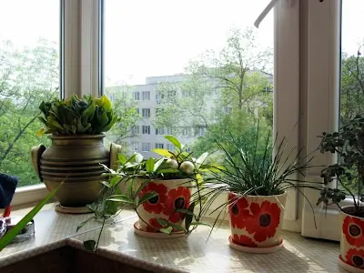 квартира по адресу Профессора Подвысоцкого ул., 6-А