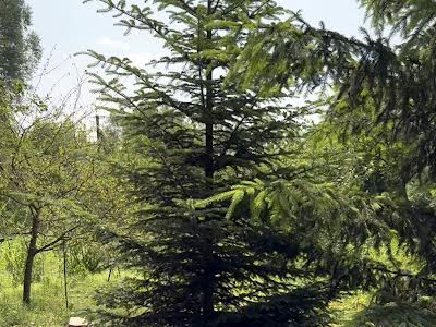 будинок за адресою с. Нові Безрадичі, Садова, 99