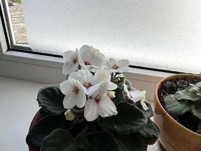 квартира за адресою Анатолія Солов'яненка вул. (Олександра Бойченка), 8