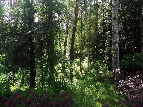 ділянка за адресою Лісова