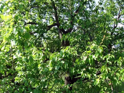 ділянка за адресою Центральна вул.