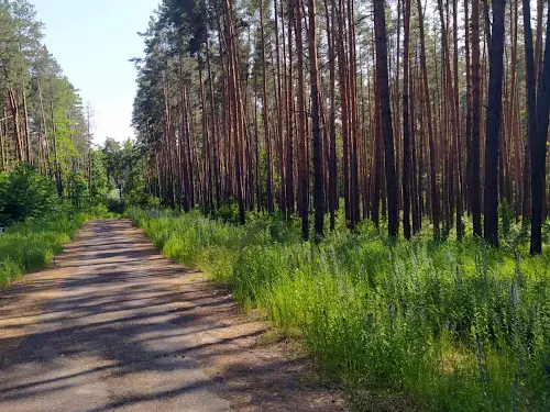 ділянка за адресою с. Стоянка, Лісова
