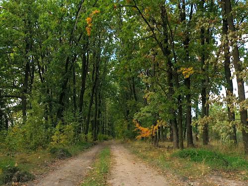 ділянка за адресою Лісова